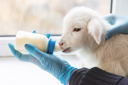 little goat in the hands of a veterinarian to feed. In tutorial focus. nature.の写真素材