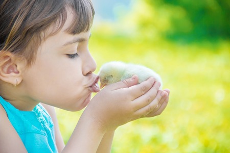 The child holds a chicken in his hands. Selective focus. nature.の写真素材