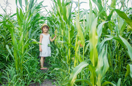 child in the field of corn. a small farmer. selective focus.の写真素材