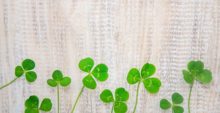 Clover leaf. Happy St. Patrick's Day. Selective focus natureの写真素材