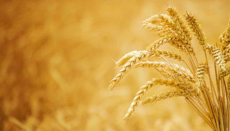 child in a wheat field. selective focus. natureの写真素材