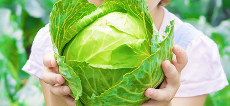 Child and vegetables on the farm. Selective focus. nature.の写真素材