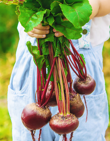 Child and vegetables on the farm. Selective focus. nature.の写真素材