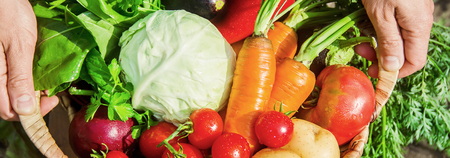 homemade vegetables in the hands of men. harvest. selective focus. summer.の写真素材
