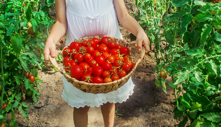 child collects a harvest of homemade tomatoes. selective focus. nature.の写真素材