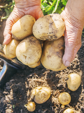 organic homemade vegetables harvest potatoes. Selective focus. natureの写真素材