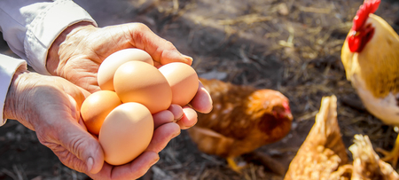 Chicken domestic eggs in hands. Selective focus. natureの写真素材