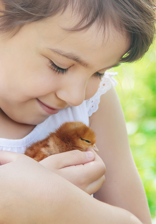 The child holds a chicken in his hands. Selective focus. nature.の写真素材