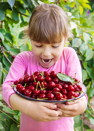 The child is picking cherries in the garden. Selective focus.の写真素材