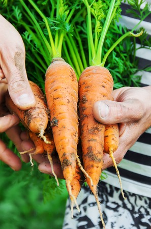 organic homemade vegetables in the hands of men. nature.の写真素材