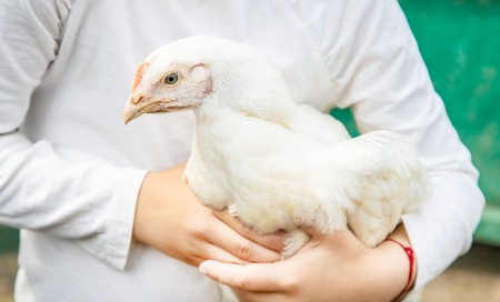 Bio chickens on a home farm a children. nature.の写真素材