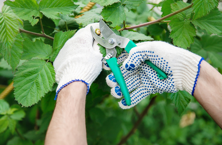 gardener pruning shears bushes. Garden. Selective focus nature
