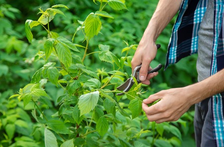 gardener pruning shears bushes. Garden. Selective focus nature