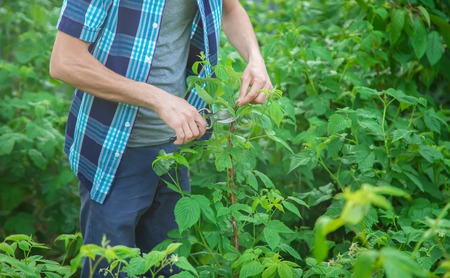 gardener pruning shears bushes. Garden. Selective focus nature