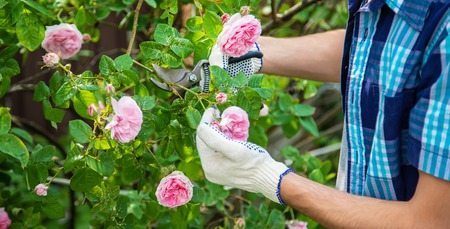 gardener man pruning tea rose shears. selective focus. nature.の写真素材