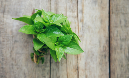 Fresh homemade greens from the garden. Selective focus. nature.の写真素材