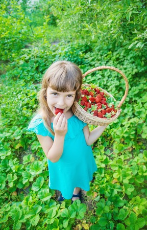 The child collects strawberries in the garden. Selective focus.の写真素材