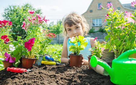 A little girl is planting flowers. The young gardener. Selective focus. nature.の写真素材