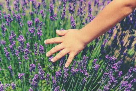 A child in a flowering field of lavender. Selective focus. nature.の写真素材
