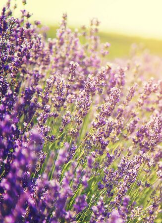 Blooming lavender field. Summer flowers. Selective focus natureの写真素材