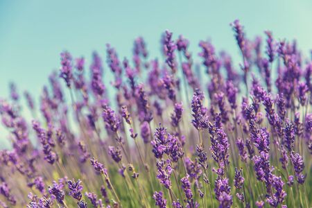 Blooming lavender field. Summer flowers. Selective focus natureの写真素材