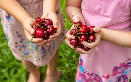 Children eat cherries in the summer. Selective focus. nature.の写真素材