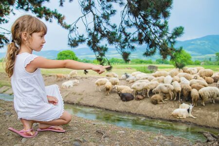 A child looks at a flock of sheep. Travel in Georgia. Selective focus.の写真素材