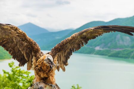 Georgia Eagle on a background of mountains. Selective focus. nature.の写真素材
