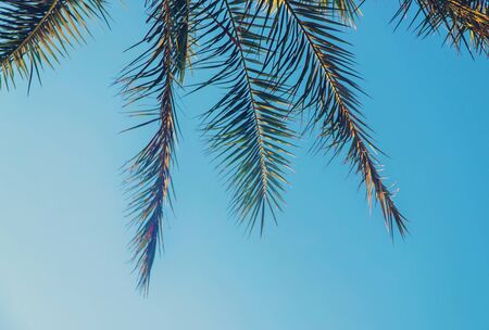 date palm trees against the sky. Selective focus. nature.の写真素材