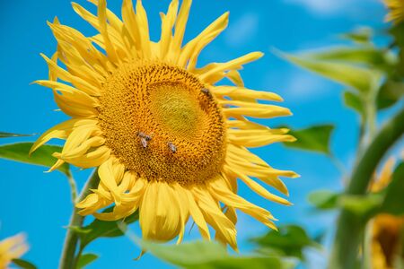 Field of blooming sunflowers. Nature. Selective focus natureの写真素材