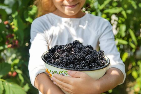 The child holds blackberries in the hands. Selective focus.の写真素材