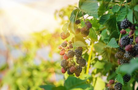 Blackberry berries on the bushes in the garden. Selective focus. nature.の写真素材