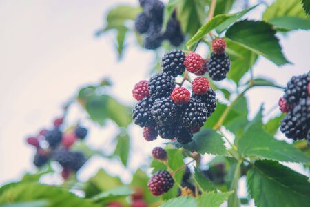 Blackberry berries on the bushes in the garden. Selective focus. nature.の写真素材