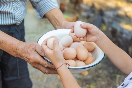 homemade eggs in grandmother's hands. Selective focus. nature.の写真素材
