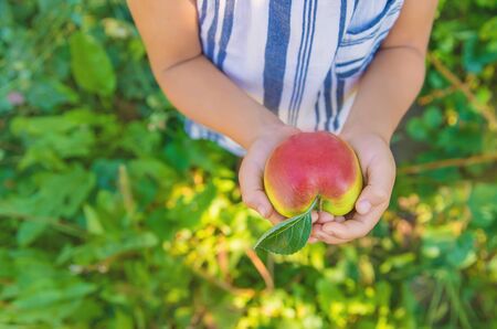 child with an apple in the garden. Selective focus. nature.の写真素材