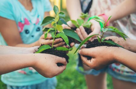 children plant plants together in their hands. Selective focus. nature.