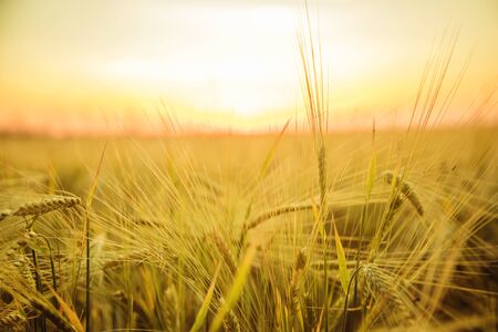Sunset on the field in summer. Selective focus. nature.