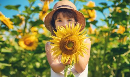 A child in a field of sunflowers. Selective focus.の写真素材