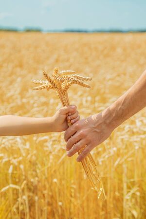 A man with a child holds spikelets of wheat in his hands. Selective focus. nature.の写真素材