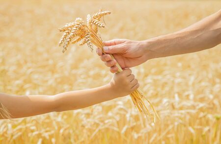 A man with a child holds spikelets of wheat in his hands. Selective focus. nature.の写真素材