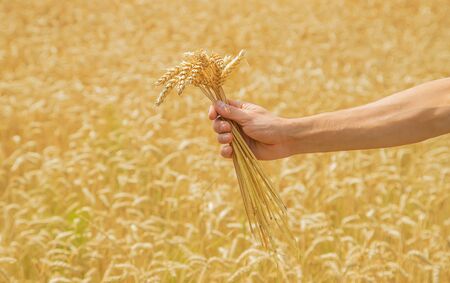 A man with spikelets of wheat in his hands. Selective focus. nature.の写真素材
