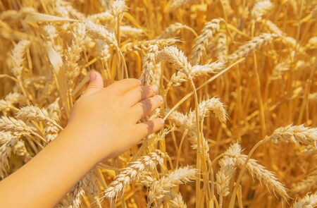 A child in a wheat field. Selective focus. nature.の写真素材