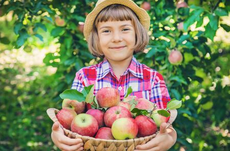 child picks apples in the garden in the garden. Selective focus.の写真素材
