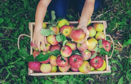 child picks apples in the garden in the garden. Selective focus. nature.の写真素材