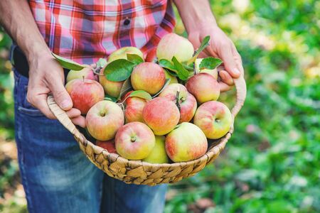 Man gardener picks apples in the garden in the garden. Selective focus. nature.