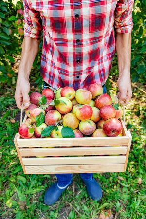Man gardener picks apples in the garden in the garden. Selective focus. nature.の写真素材
