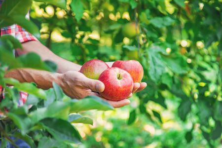 Man gardener picks apples in the garden in the garden. Selective focus. nature.の写真素材