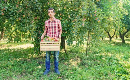 Man gardener picks apples in the garden in the garden. Selective focus.の写真素材