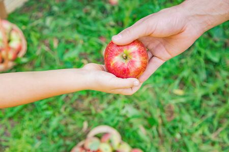 Daughter and father collect apples in the garden. Selective focus. nature.の写真素材
