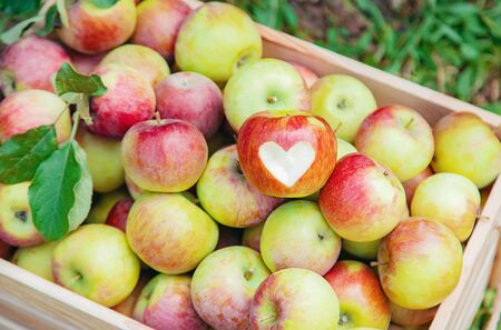 Harvest apples in a box on a tree in the garden. Selective focus. nature.